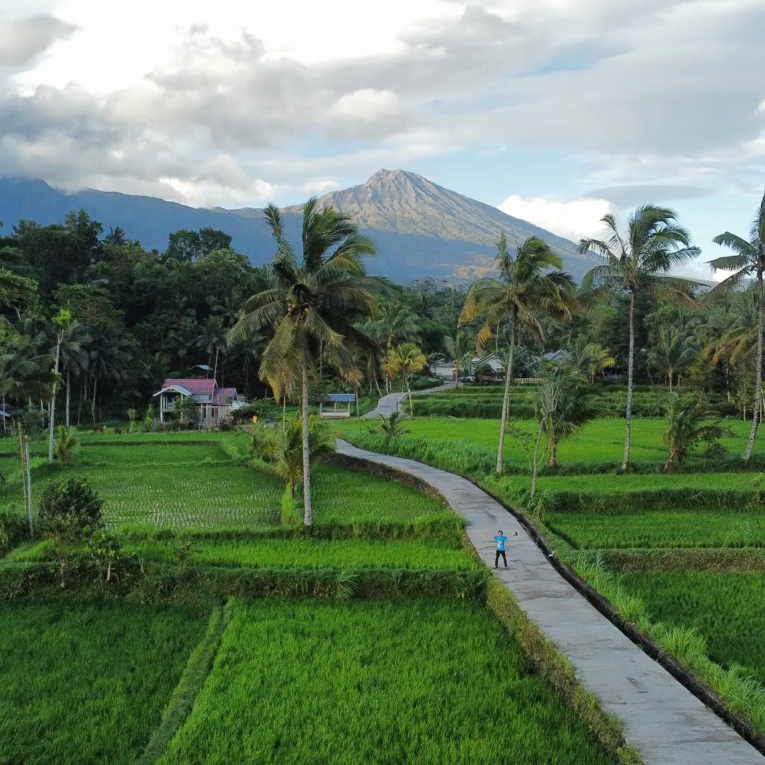 Rice Field Tetebatu